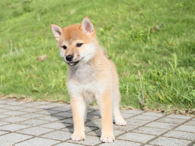 IMG_7123-shibainu Puppy