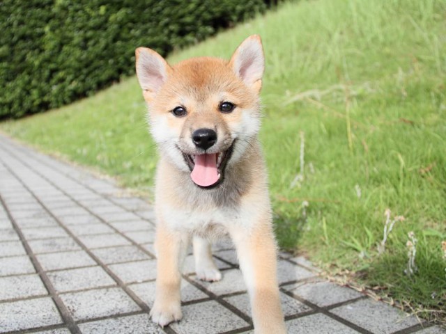 IMG_7138-shibainu Puppy