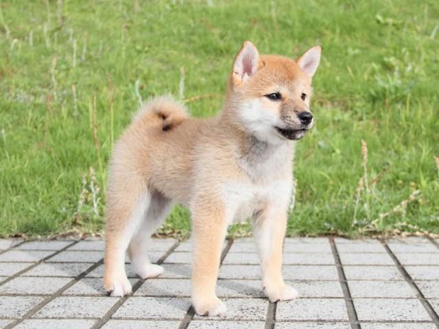 IMG_7143-shibainu Puppy