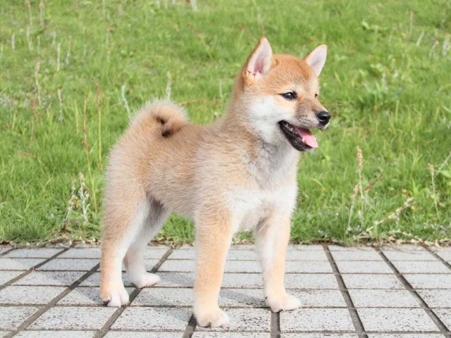 IMG_7146-shibainu Puppy