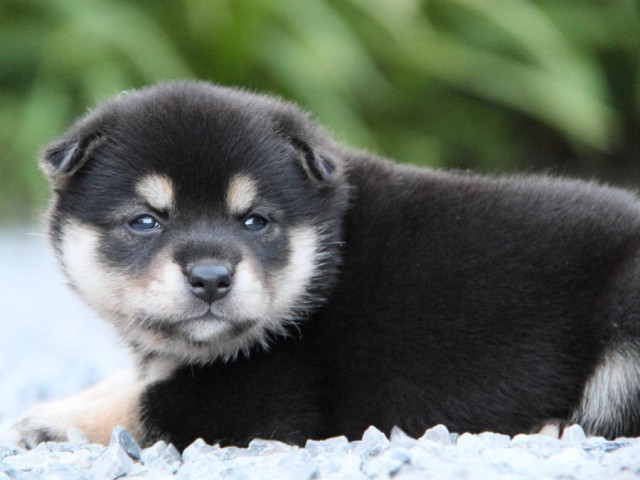 IMG_7191shiba IMG_7191shiba