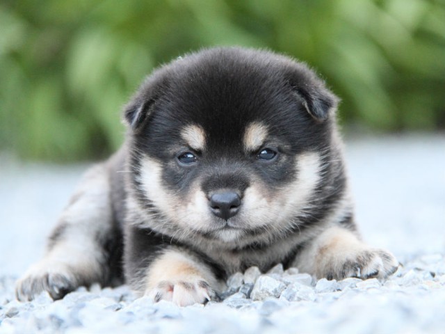 IMG_7209shiba IMG_7209shiba
