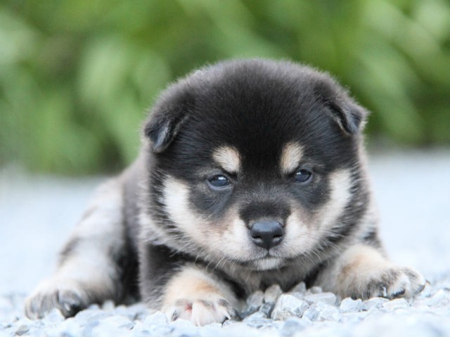 IMG_7215shiba IMG_7215shiba