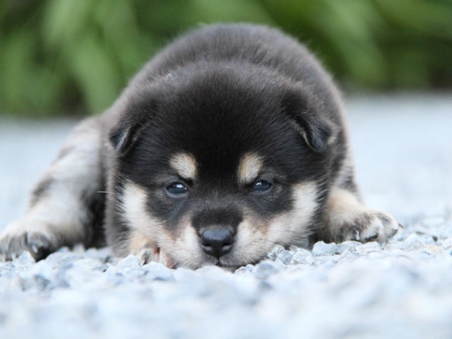 IMG_7217shiba IMG_7217shiba