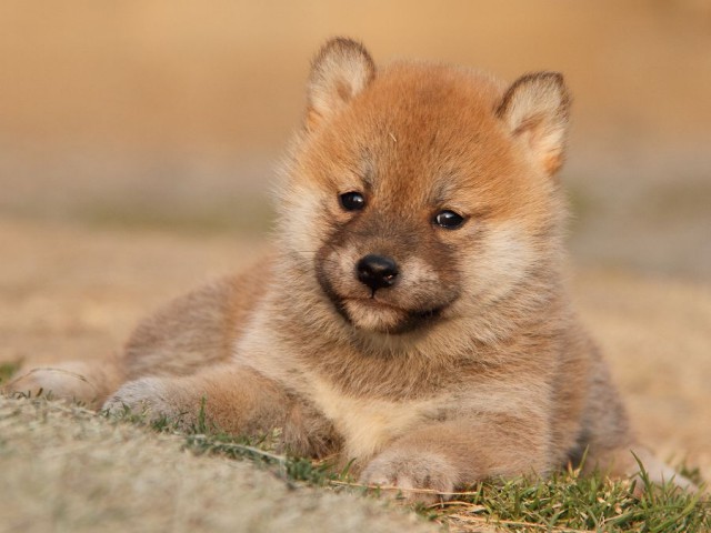 IMG_7374Shiba IMG_7374Shiba