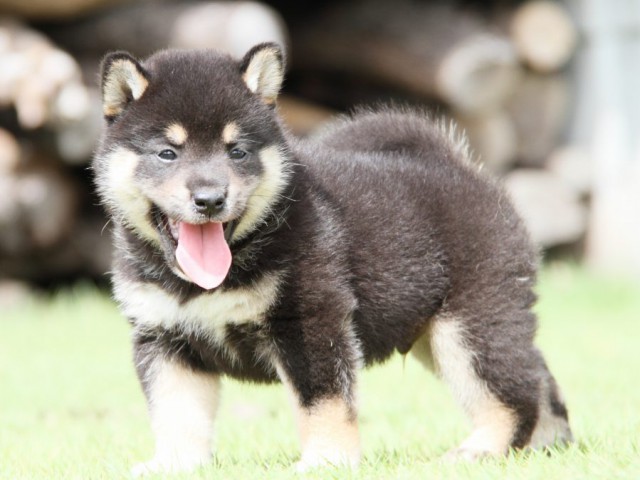 IMG_7376-shibainu-puppy