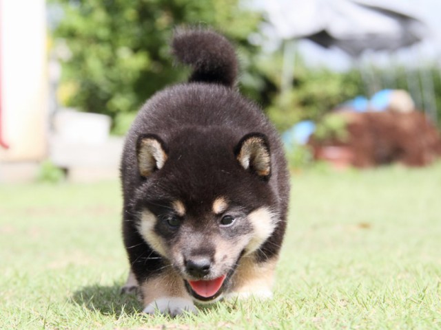 IMG_7398-shibainu-puppy