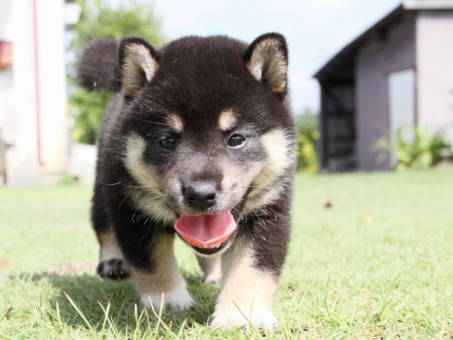 IMG_7403-shibainu-puppy