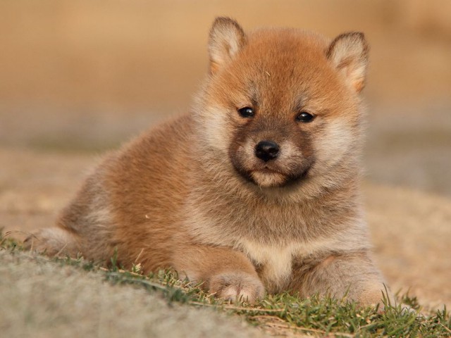 IMG_7404Shiba IMG_7404Shiba