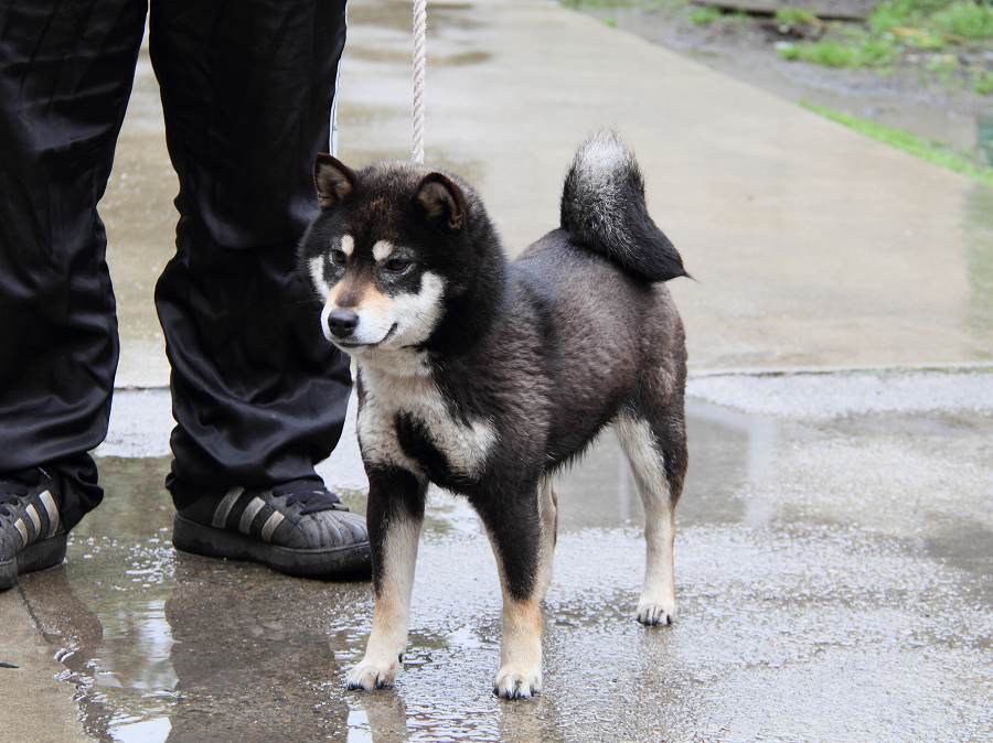 IMG_7433shibainu