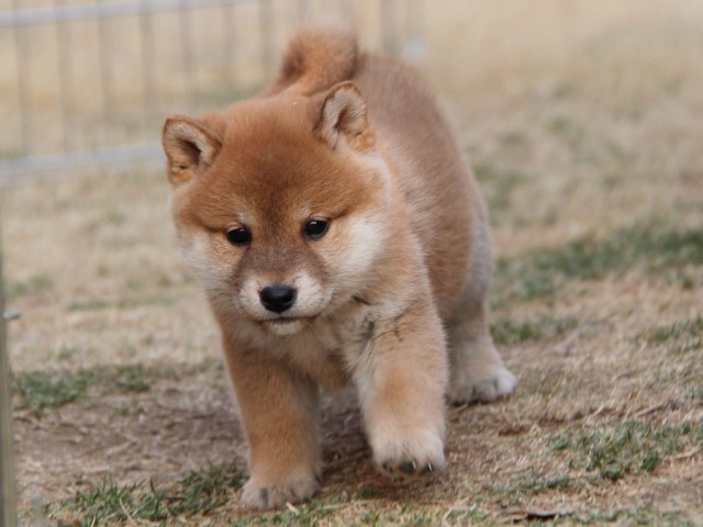 IMG_7549Shiba IMG_7549Shiba