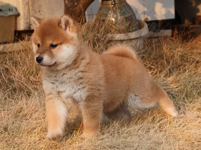 IMG_7561Shiba IMG_7561Shiba