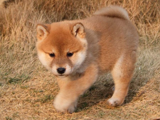 IMG_7564Shiba IMG_7564Shiba