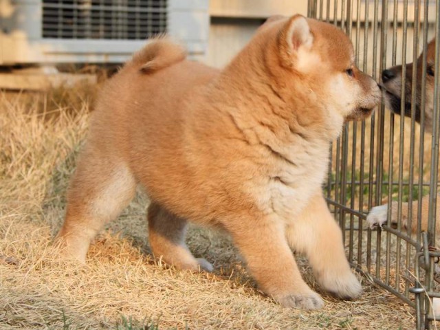 IMG_7574Shiba IMG_7574Shiba