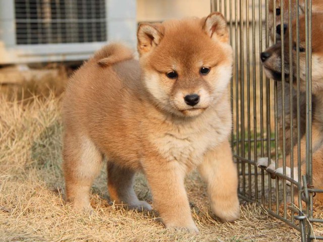 IMG_7582Shiba IMG_7582Shiba