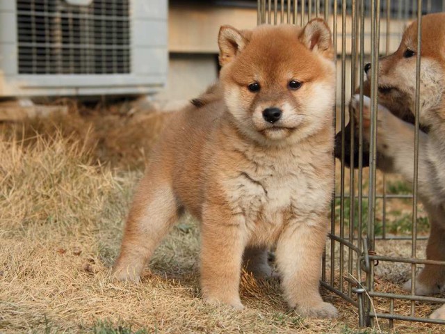 IMG_7590Shiba IMG_7590Shiba