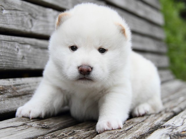 IMG_7696--shibainu Puppy IMG_7696--shibainu Puppy