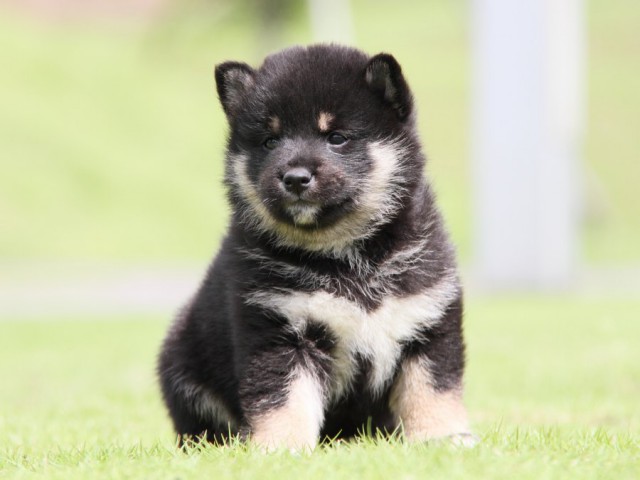 IMG_7885-shibainu-koinu IMG_7885-shibainu-koinu