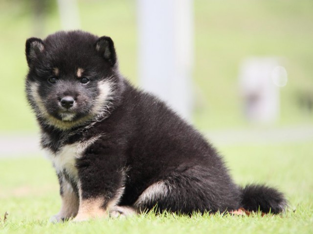 IMG_7891-shibainu-koinu IMG_7891-shibainu-koinu