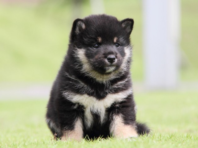 IMG_7901-shibainu-koinu IMG_7901-shibainu-koinu