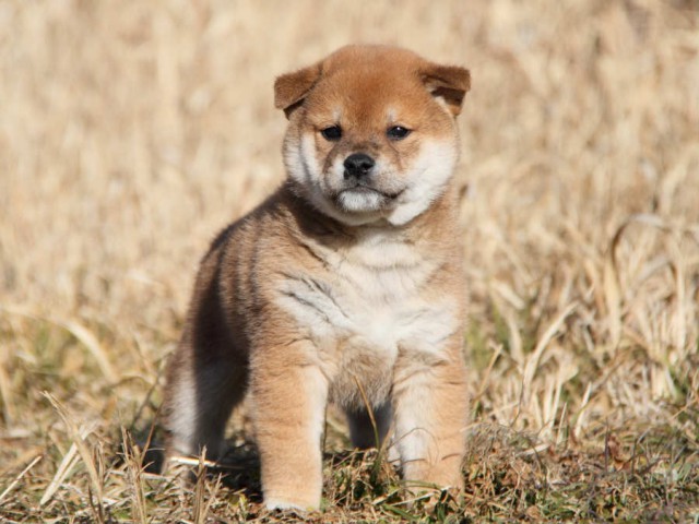 IMG_7905shibainu