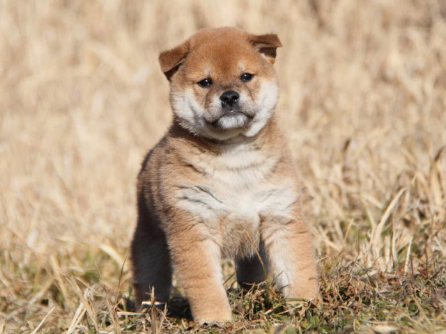 IMG_7920shibainu