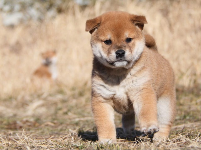 IMG_7955shibainu