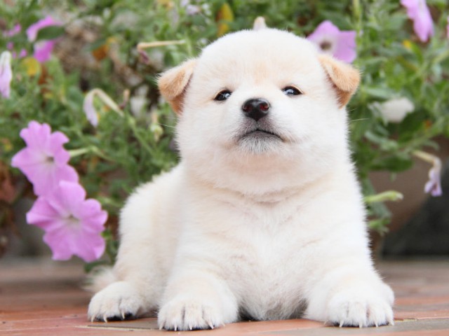 IMG_7970shiba IMG_7970shiba