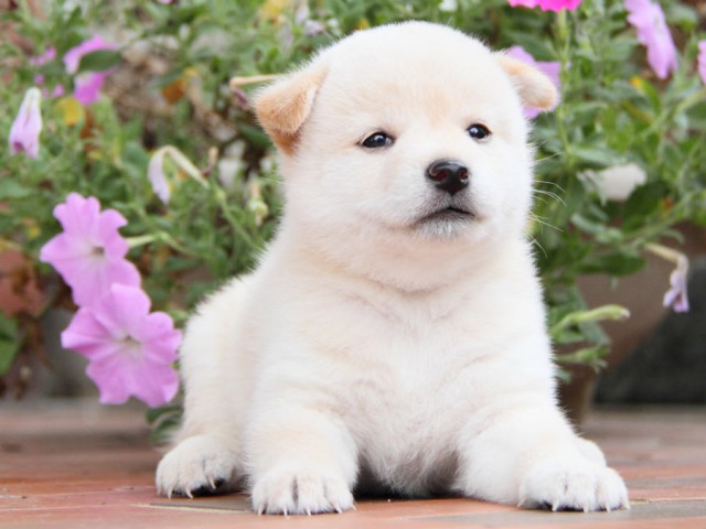 IMG_7981shiba IMG_7981shiba