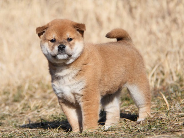 IMG_7983shibainu