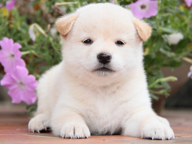 IMG_7985shiba IMG_7985shiba