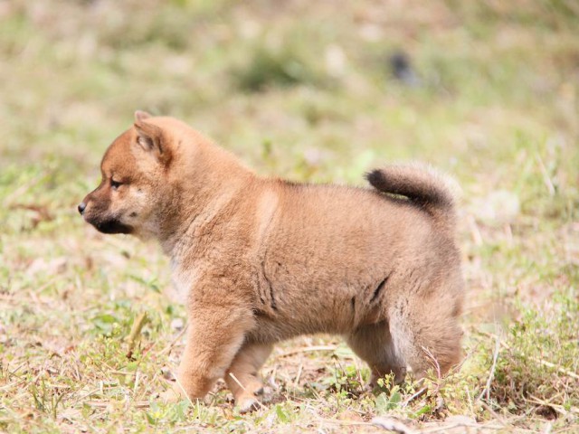 IMG_8002shibainu IMG_8002shibainu