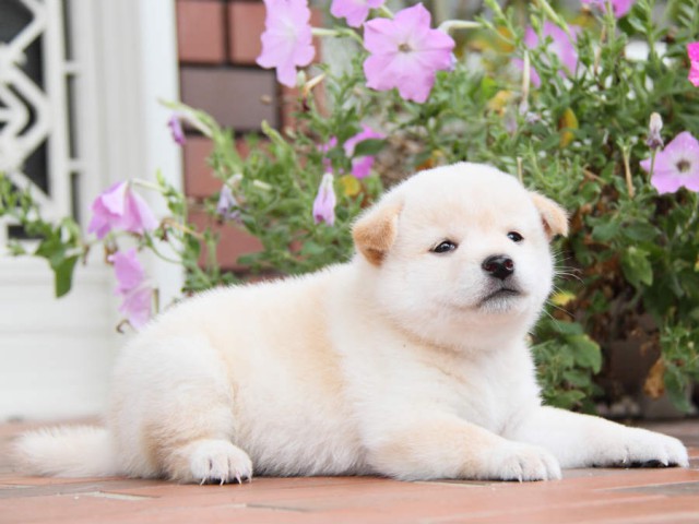 IMG_8008shiba IMG_8008shiba