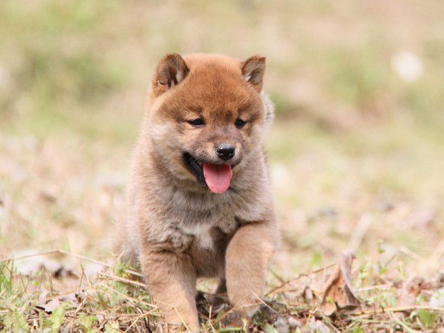 IMG_8013shibainu IMG_8013shibainu