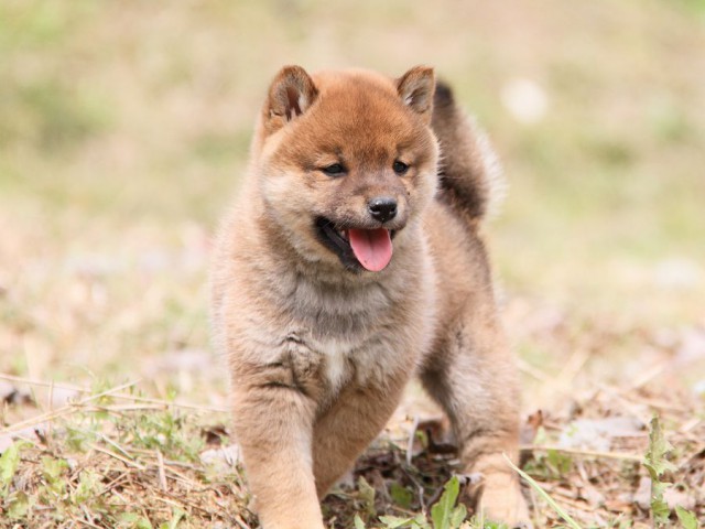 IMG_8015shibainu IMG_8015shibainu