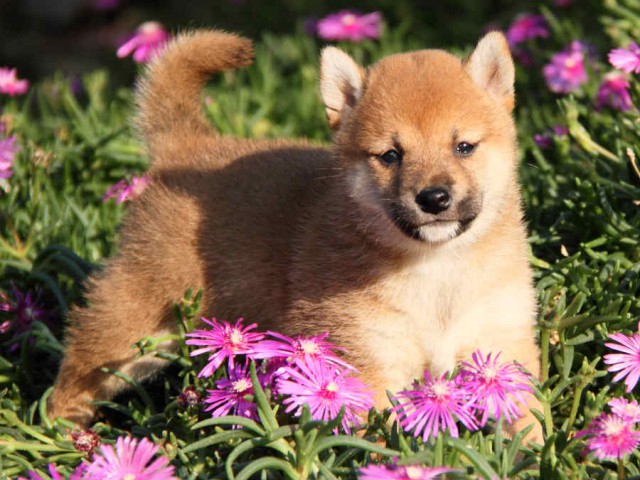 IMG_8023shibainu IMG_8023shibainu