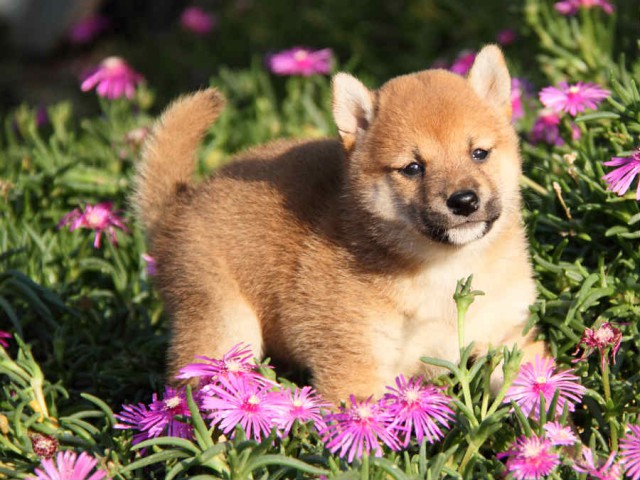 IMG_8026shibainu IMG_8026shibainu