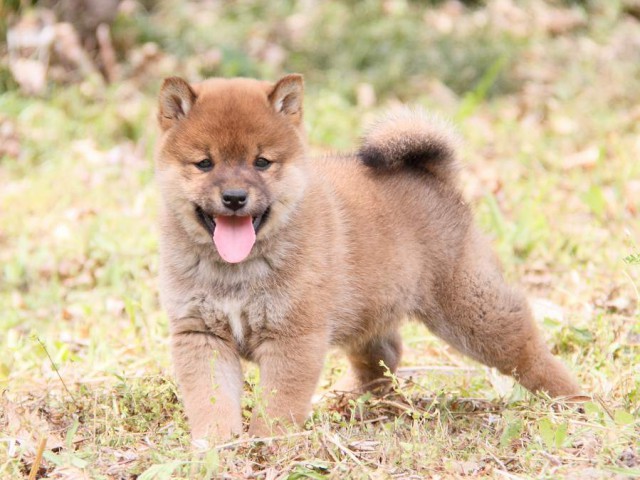 IMG_8036shibainu IMG_8036shibainu