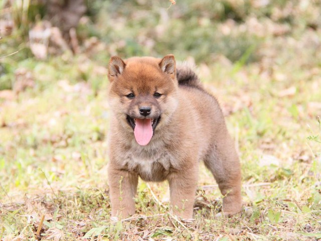 IMG_8041shibainu IMG_8041shibainu