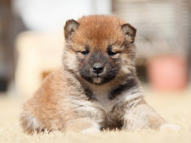 IMG_8048-shibainu-puppy IMG_8048-shibainu-puppy
