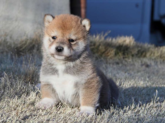IMG_8096Shiba IMG_8096Shiba