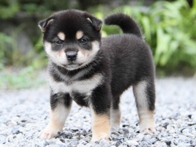 IMG_8100shiba IMG_8100shiba