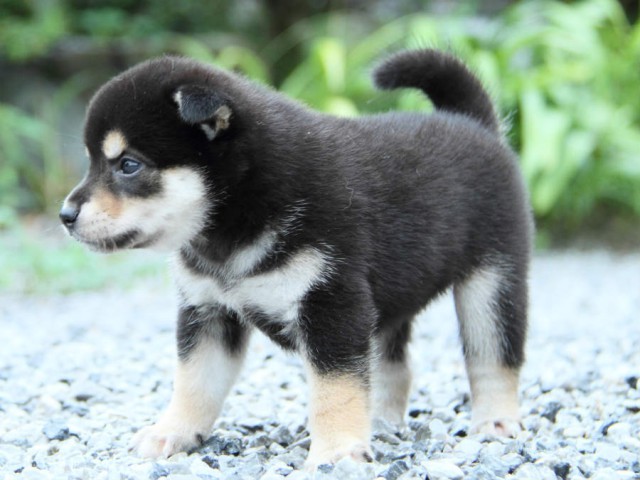 IMG_8102shiba IMG_8102shiba