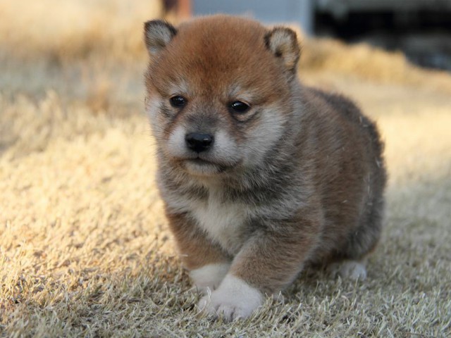 IMG_8109Shiba IMG_8109Shiba