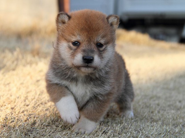 IMG_8112Shiba IMG_8112Shiba