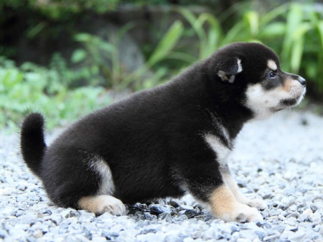 IMG_8113shiba IMG_8113shiba