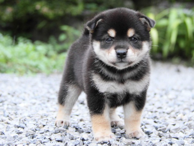 IMG_8117shiba IMG_8117shiba