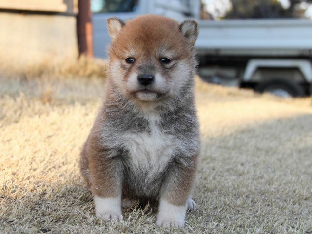 IMG_8120Shiba IMG_8120Shiba