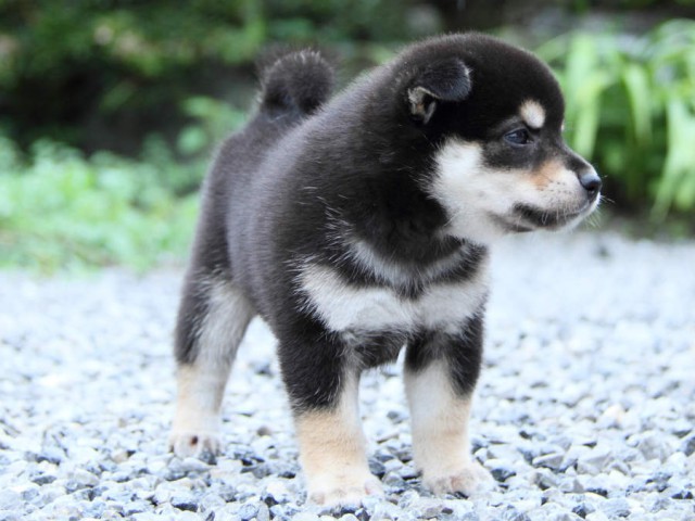 IMG_8131shiba IMG_8131shiba