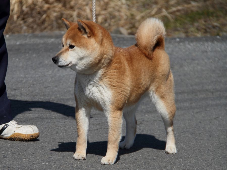 IMG_8140-shibainu-puppy